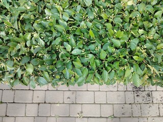grass and paving stones in a flat strip