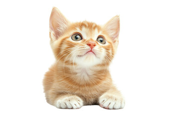 Obraz premium Playful hungry ginger kitten looking up with curious wide-eyes expression in ultra-high-resolution PNG cutout on transparent background for easy graphic design integration