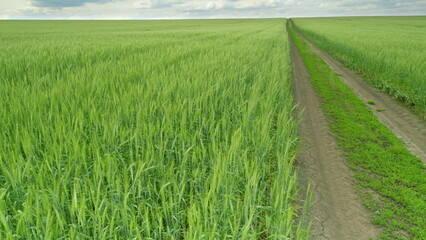 Breathtaking Serene Green Fields with a Dirt Road Lying Beneath Overcast Cloudy Skies