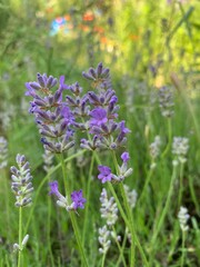 lavender in the field