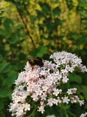 pink lilac flowers bloom in Siberia