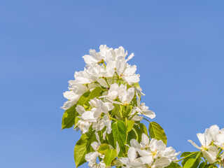 Apple tree branches with white flowers on a background of blue clear sky.