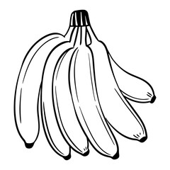 Detailed vector banana bunch illustration with outline and silhouette isolated