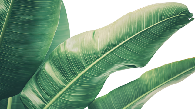 Close-up green banana leaf texture with abstract tropical foliage pattern, isolated on transparent background. PNG
