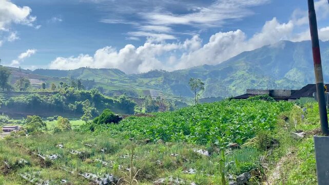 Tobacco plants with a mountain background in Wonosobo Indonesia