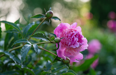 Pink Peony. European peony, or Common peony (Paeonia officinalis)