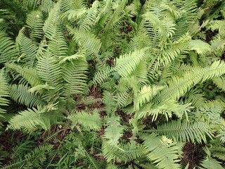 green flowering fern in siberia