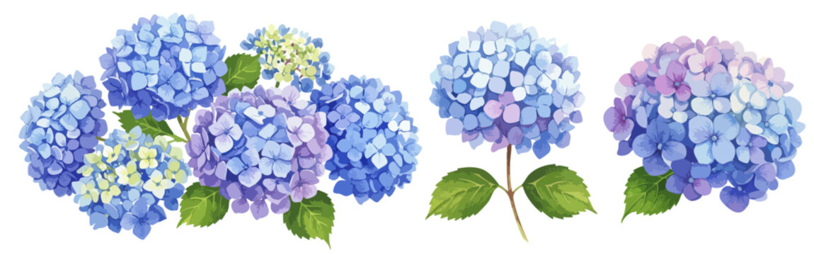 紫のアジサイの花びらと葉の水彩風のイラストセット 夏の花 紫陽花 花束/ブーケ/一輪の花