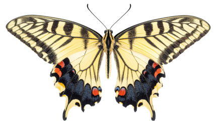 Beautiful butterfly with symmetrical open wings isolated on transparent background. PNG