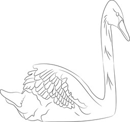 swan floating on the water