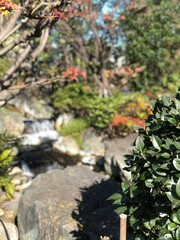 Naklejka premium Small isolated japanese garden with its own pond in tokyo tokyo!