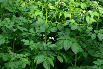 Lush green potato plants growing in a field