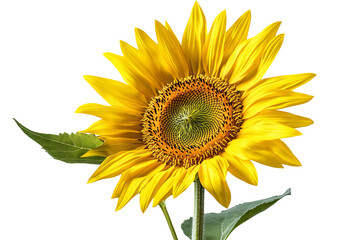 Obraz premium Vibrant sunflower bloom isolated in high-resolution PNG cutout with transparent background for versatile floral and graphic design projects