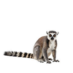 Fototapeta premium Ring-tailed Lemur: Wildlife Photography, Madagascar Primate, Animal Portrait, Lemur Species, Isolated on White Background on transparent background