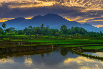 Beautiful morning view indonesia panorama landscape paddy fields with beauty color and sky natural light