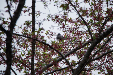 Japan is a place of great peace and happiness.