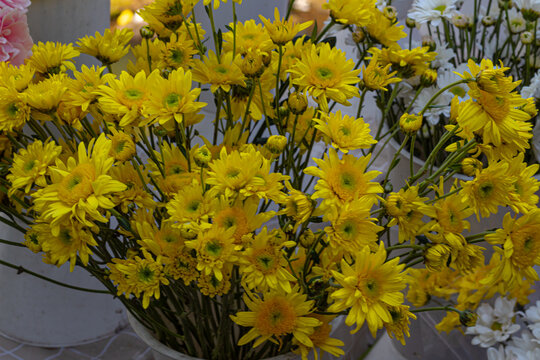 Vibrant Yellow Chrysanthemums in Full Bloom at Market