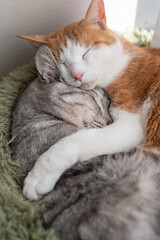 窓辺で眠る二匹の猫