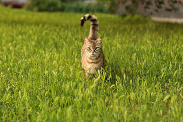 A tabby cat stands in the grass