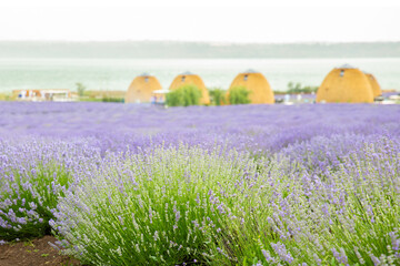Lavender field. Fragrant lavender flowers. Landscape. Nature landscape composition. Blooming...