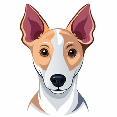 dog, pet, animal, terrier, white, canine, puppy, cute, brown, jack, basenji, breed, portrait, mammal, isolated, russell, domestic, purebred, doggy, small, bull, fur, adorable, grass, young