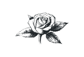 Fototapeta premium Detailed black ink rose sketch with leaves and stem. Vector retro hand drawn illustration