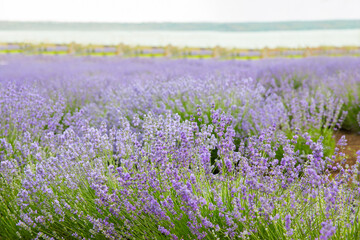 Lavender field. Fragrant lavender flowers. Landscape. Nature landscape composition. Blooming lavender. Aromatherapy. Blooming bushes.