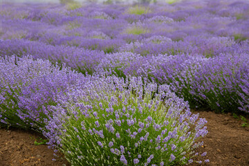 Lavender field. Fragrant lavender flowers. Landscape. Nature landscape composition. Blooming lavender. Aromatherapy. Blooming bushes.