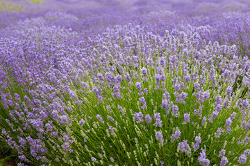 Lavender field. Fragrant lavender flowers. Landscape. Nature landscape composition. Blooming...