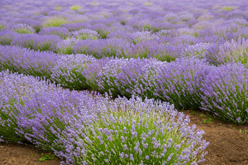 Lavender field. Fragrant lavender flowers. Landscape. Nature landscape composition. Blooming...