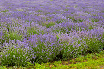 Lavender field. Fragrant lavender flowers. Landscape. Nature landscape composition. Blooming lavender. Aromatherapy. Blooming bushes.