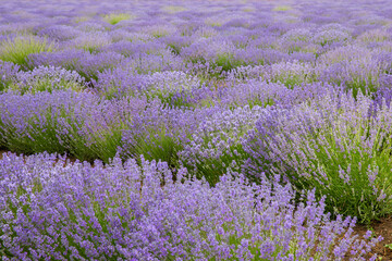 Lavender field. Fragrant lavender flowers. Landscape. Nature landscape composition. Blooming...