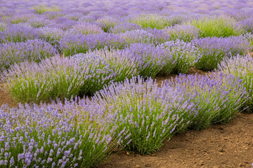 Lavender field. Fragrant lavender flowers. Landscape. Nature landscape composition. Blooming lavender. Aromatherapy. Blooming bushes.