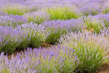 Lavender field. Fragrant lavender flowers. Landscape. Nature landscape composition. Blooming...