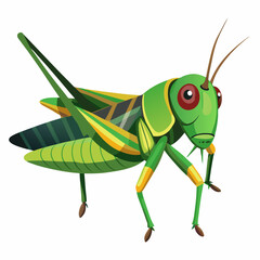 green grasshopper isolated on white background