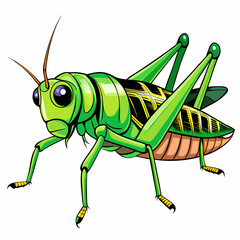 green grasshopper isolated on white