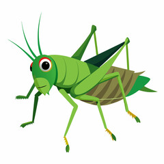 grasshopper on a white background