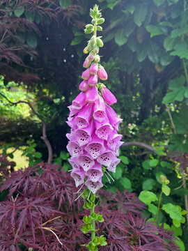 Bl&uuml;te Roter Fingerhut Digitalis purpurea