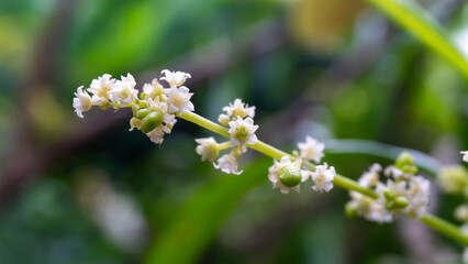 A delicate strand of tiny, cream-colored flowers and small, light green buds, likely belonging to a flowering plant or tree.