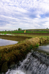 Beautiful morning view indonesia panorama landscape paddy fields with beauty color and sky natural light