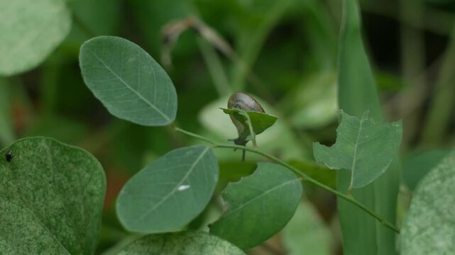 Tiny small snail on fresh green leaf in garden.