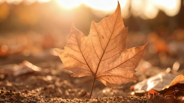 Backlit maple leaf resting on the forest floor during autumn season with warm sunlight bokeh background