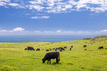 Obraz premium Cows grazing in a vibrant green meadow