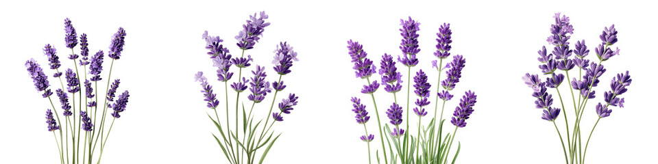 Obraz premium Vibrant lavender flowers in a field