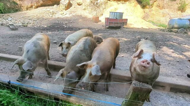 Bando de porcos em meio &agrave; lama e ar puro numa fazenda rural