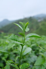 Tea Plant Sprout on Hillside