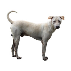 Fototapeta premium Thai Ridgeback dog isolated on white background
