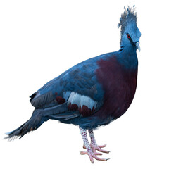 Obraz premium a crowned pigeon bird isolated on white background