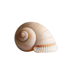 Beige spiral seashell isolated on transparent background