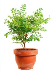 Small Green Plant in Terracotta Pot Against White Background